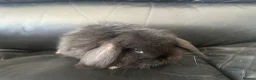 Mini Lop rabbits for sale: Pure breed mini lops - Advert 3