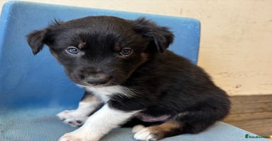 Border Collie dogs - Advert 3