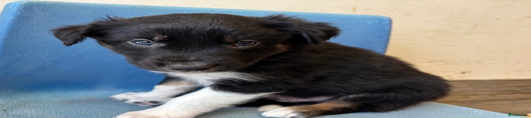 Border Collie Puppy 4