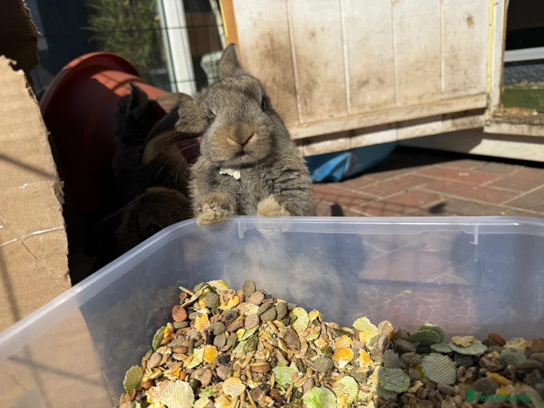 French Lop rabbits for sale: Male and female French lop babies forsale  - Advert 12