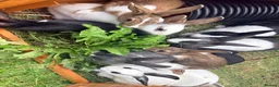 Rex rabbits for sale: Rex X Dutch Bunnies Ready Now  - Advert 1