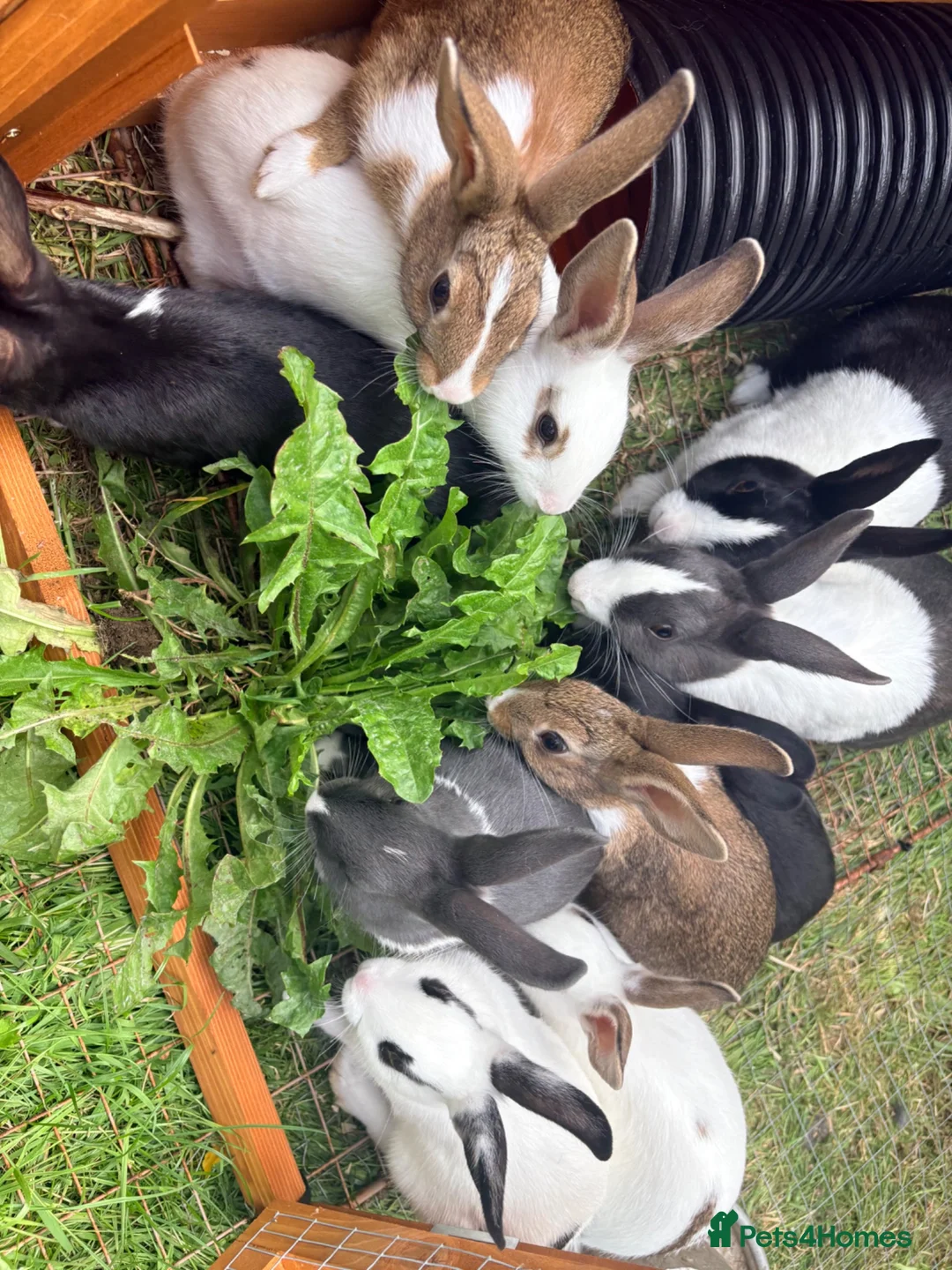 Rex rabbits for sale: Rex X Dutch Bunnies Ready Now  - Advert 1