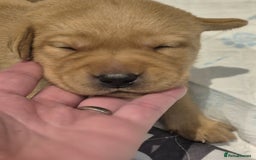 Labrador Retriever dogs for sale: Trainable Labrador Retrievers. - Image 9