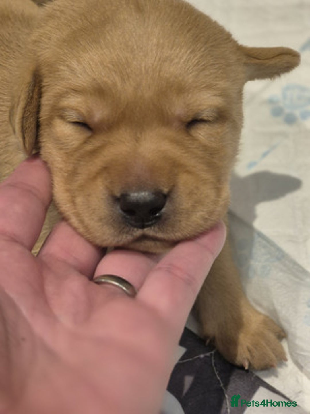 Labrador Retriever dogs for sale: Trainable Labrador Retrievers. - Image 9