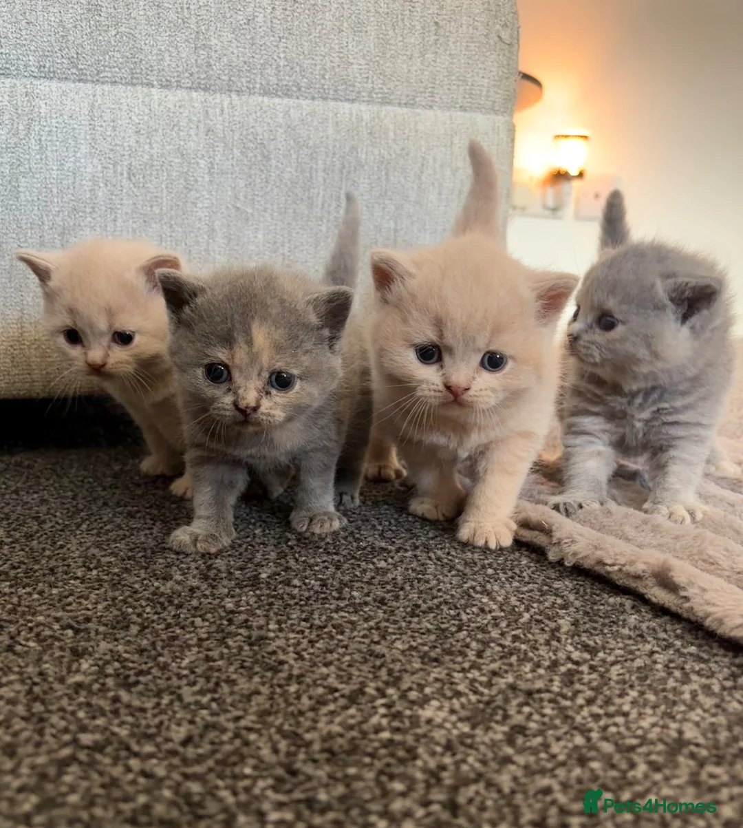 British Shorthair cats for sale: British shorthair kittens.  - Advert 1