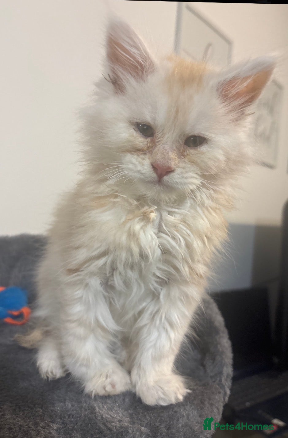 Maine Coon cats Maine Coon Boy - Advert 2