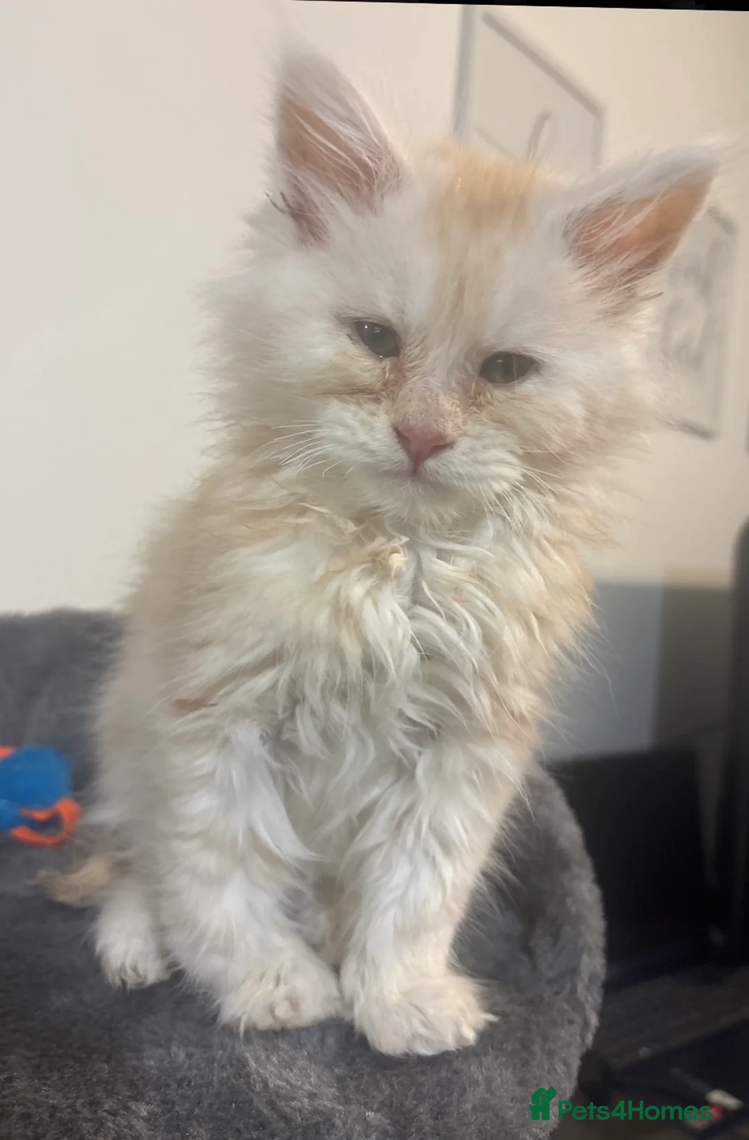 Maine Coon cats for sale: Maine Coon Boy in Southampton - Advert 1