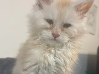 Maine Coon cats Maine Coon Boy - Advert 2