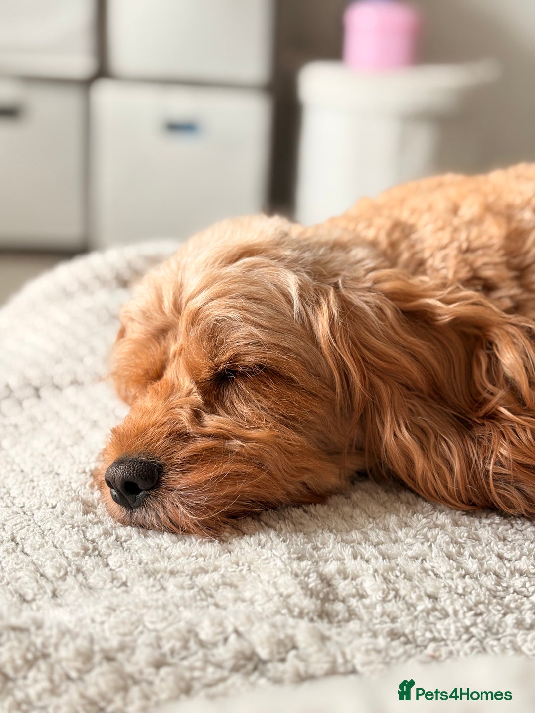 Cockapoo dogs for sale: 4 Stunning Fox Red F1b Toy Cockapoos  - Advert 35