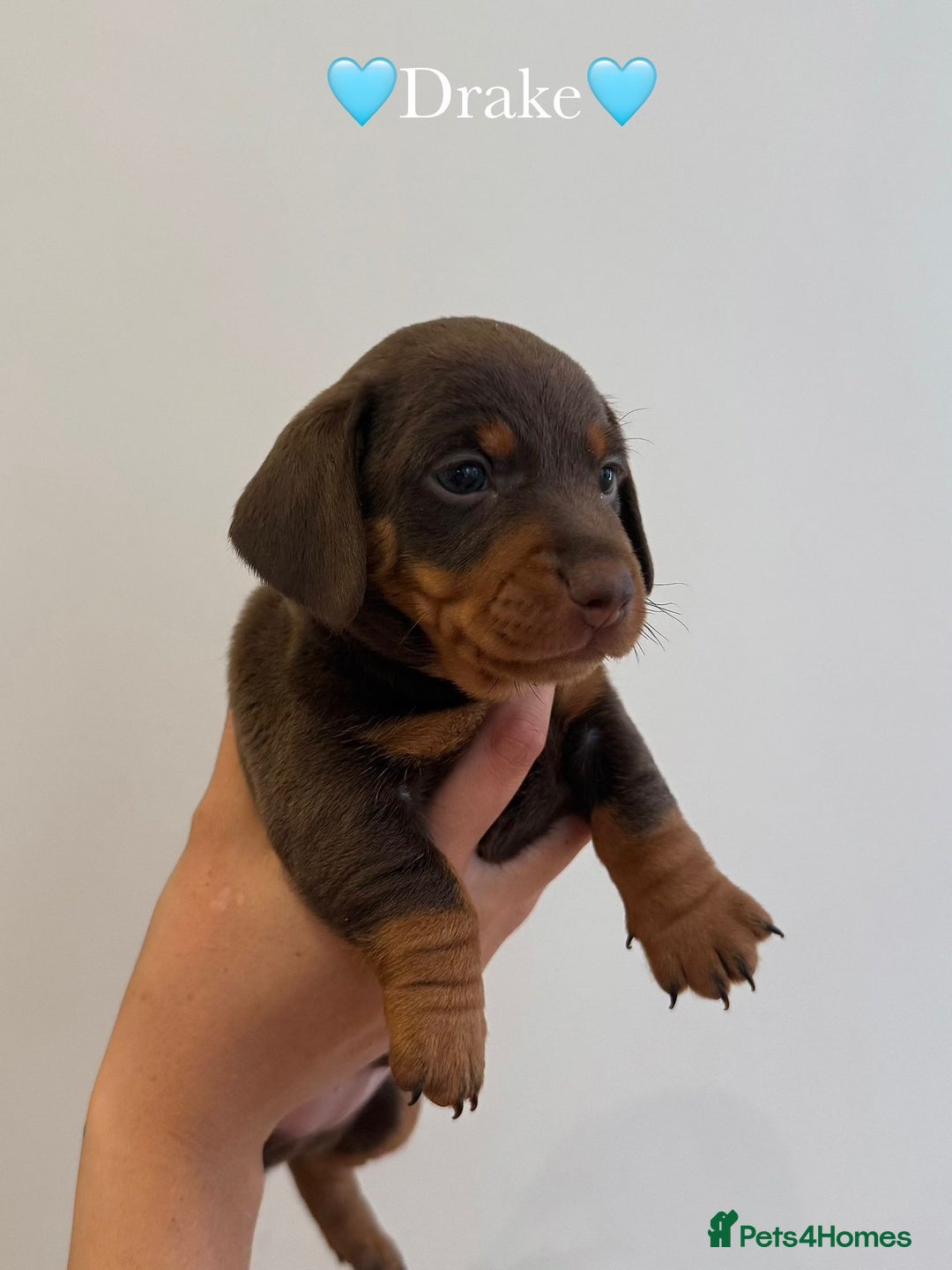 Dachshund dogs for sale: dachshund puppy’s for sale - Image 16