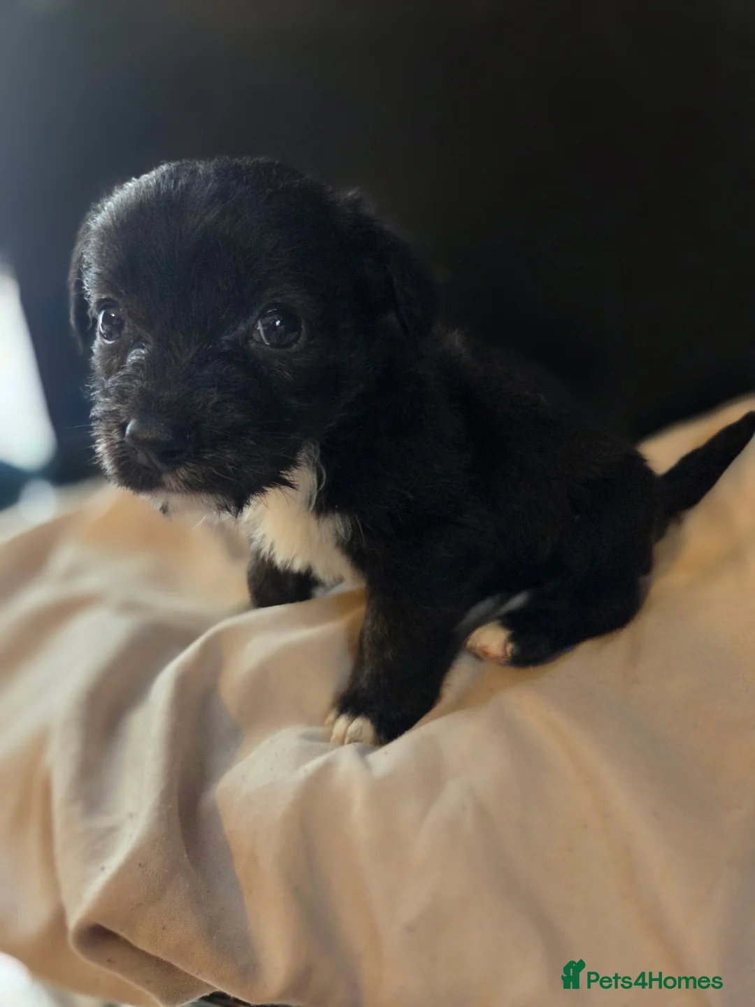 Mixed Breed dogs for sale: West Highland Terrier mixed puppies READY SUNDAY!! - Advert 9