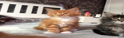 Maine Coon cats for sale: BEAUTIFUL MAINE COON KITTENS LOOKING FOR NEW HOME - Advert 34