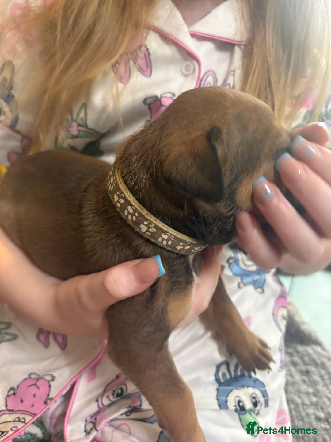 Mixed Breed dogs for sale: Staffy pups - Advert 18