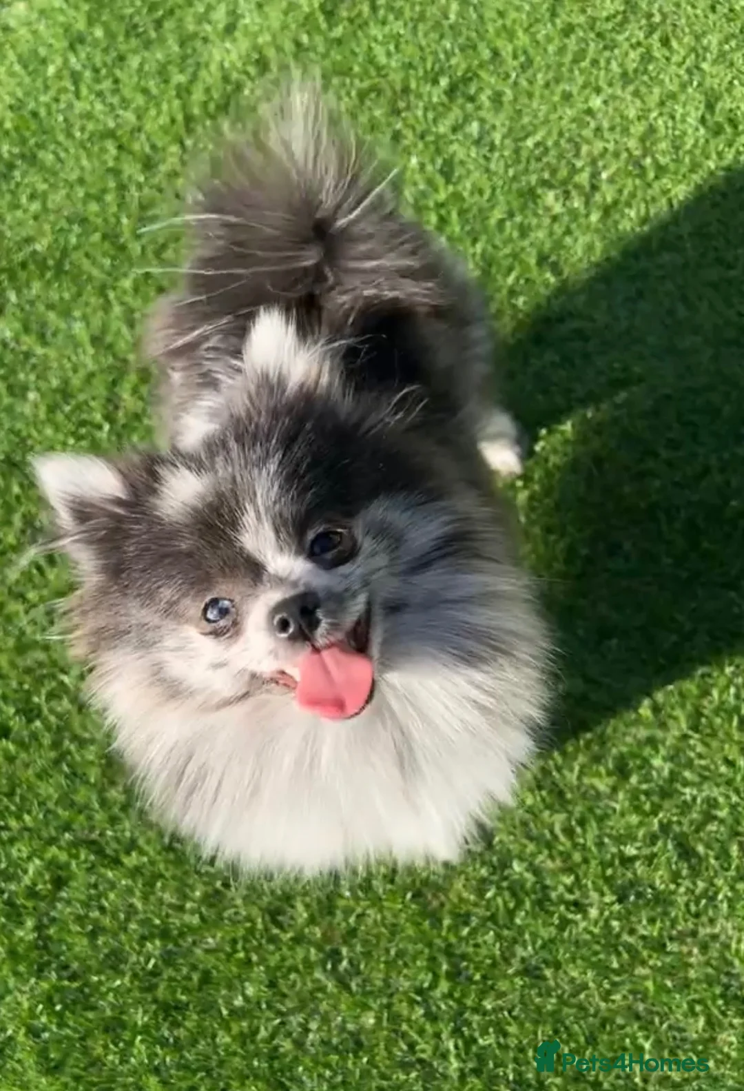 Pomeranian dogs for sale: Gorgeous Pomeranian puppy's  - Advert 2