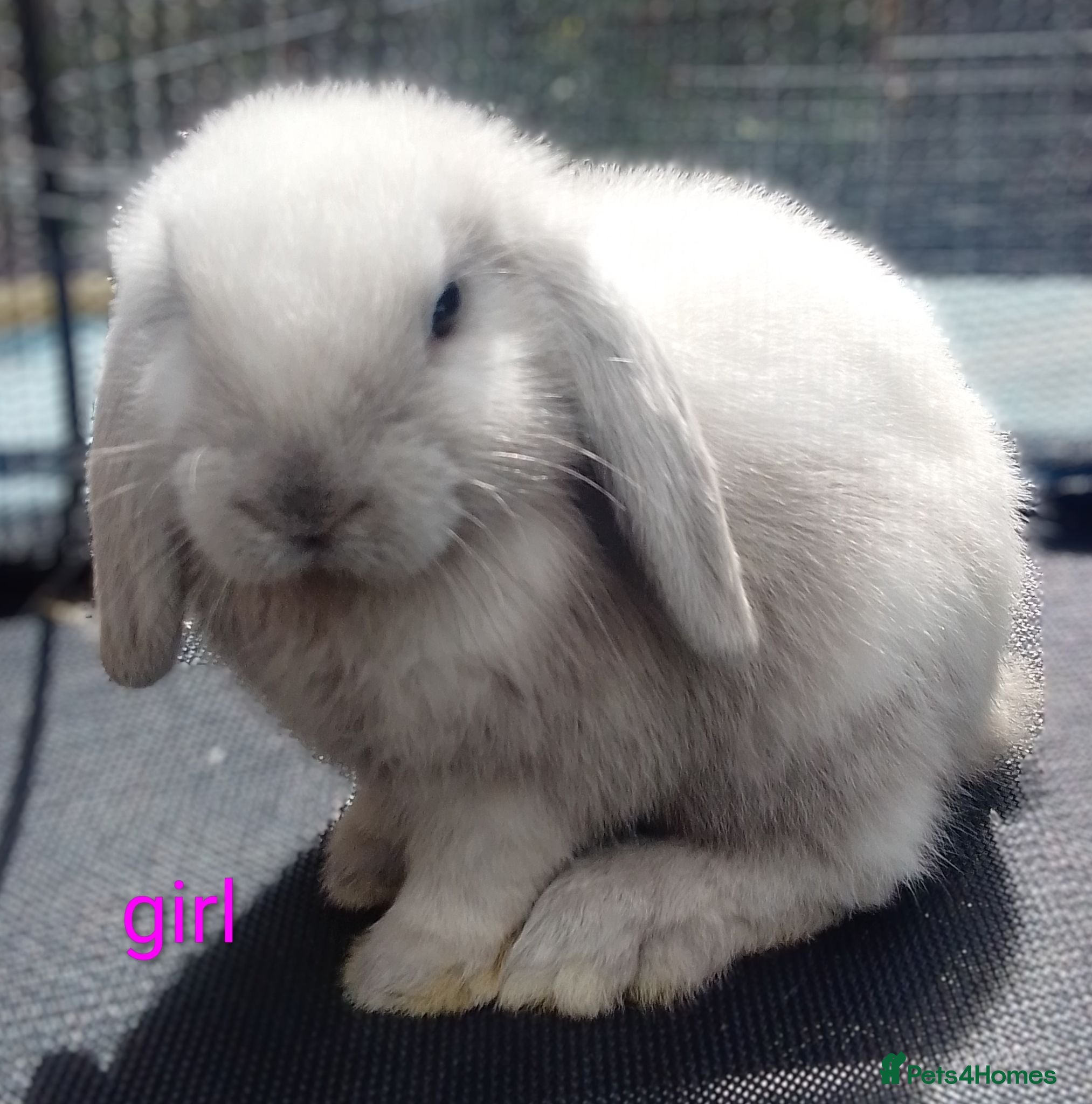 Mini Lop rabbits Pure mini lop Bunny ready from 12/06 - Advert 1