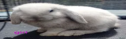 Mini Lop rabbits for sale: Pure mini lop Bunny ready from 12/06 - Advert 1