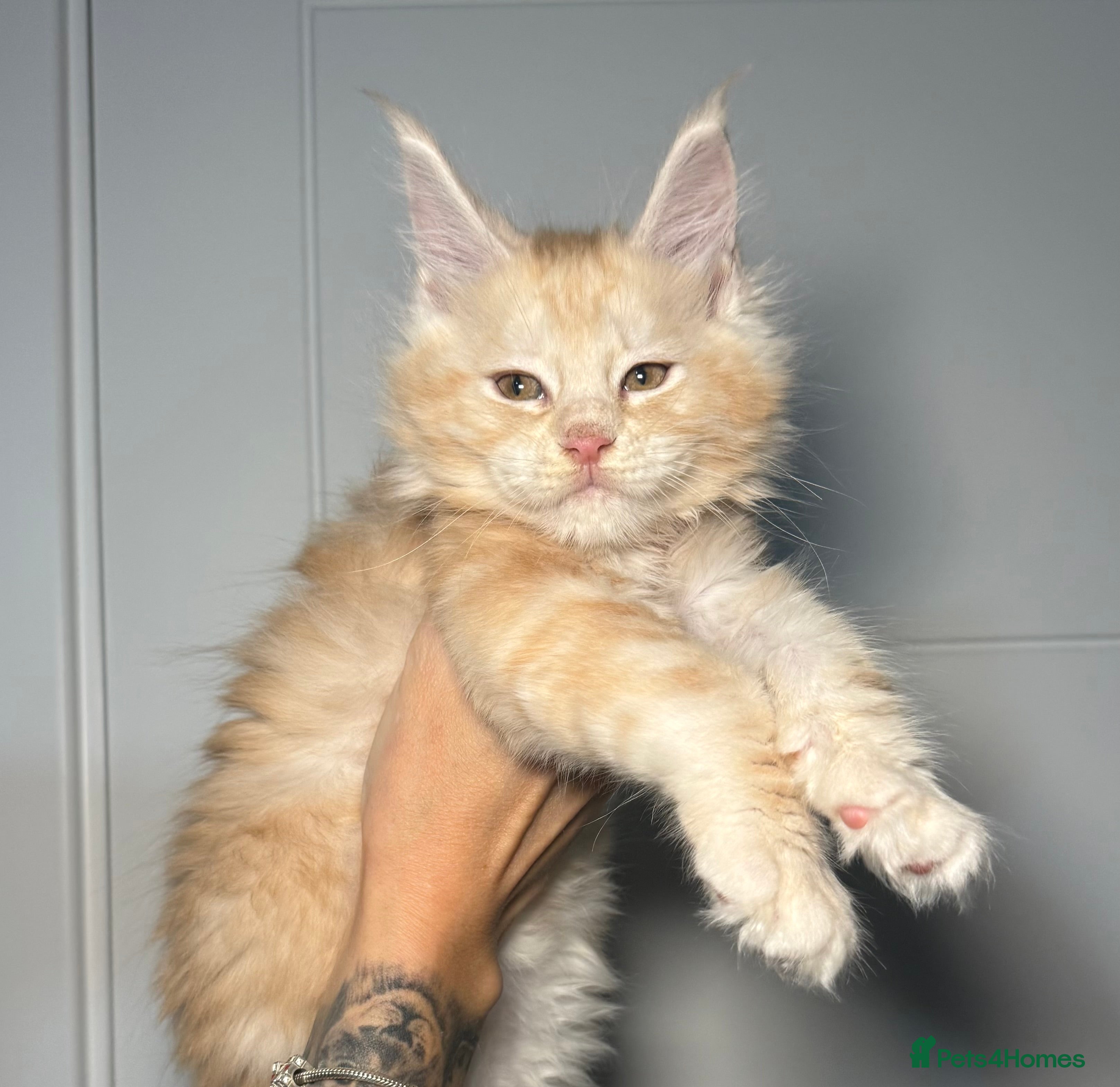 Maine Coon cats Champion line kittens, ready to reservation🥰 - Advert 9