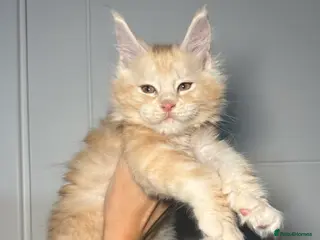 Maine Coon cats Champion line kittens, ready to reservation🥰 - Advert 9