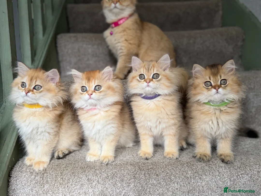 British Longhair cats for sale: British longhair golden kittens TICA - Advert 1