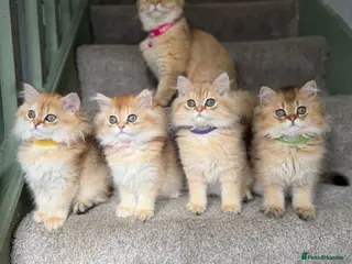 British Longhair cats British longhair golden kittens TICA - Advert 8