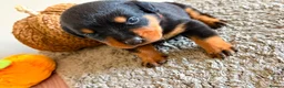 Rottweiler dogs for sale: WORLD CHAMPION CHUNKY ROTTWEILERS  - Advert 36
