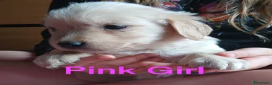 Pink Collar Girl