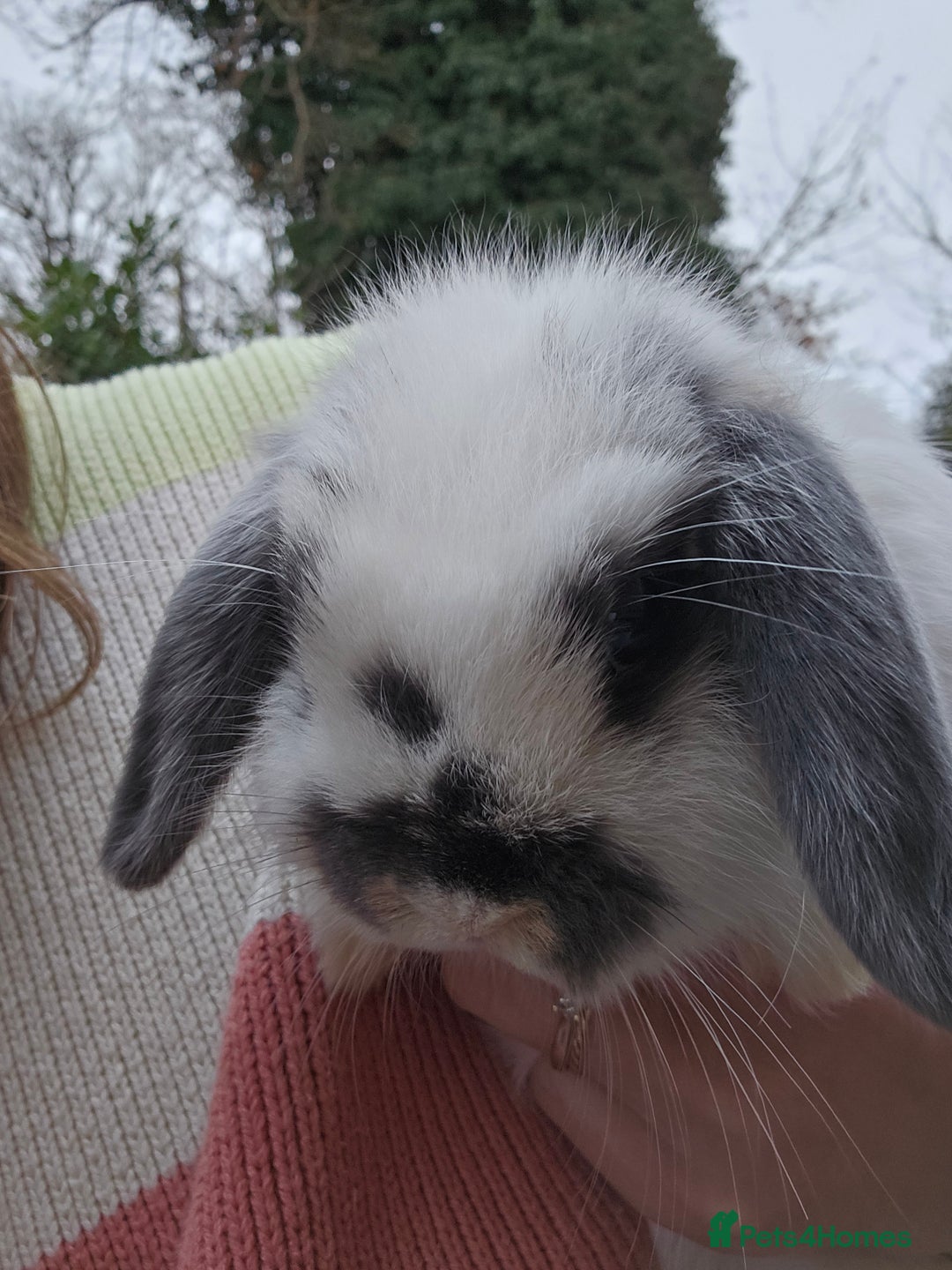 Mini Lop rabbits for sale: Gorgeous little boy mini lop 💙 - Advert 2