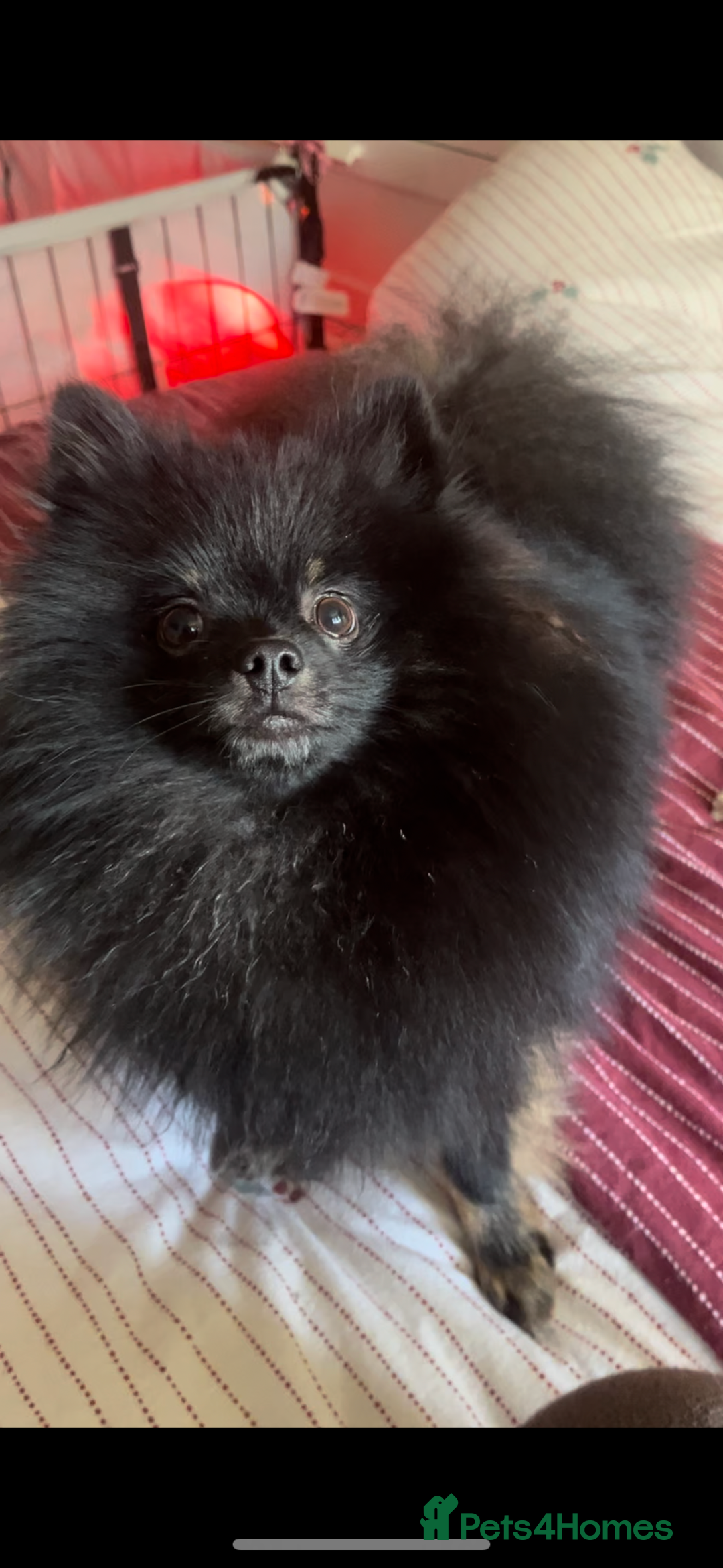 Pomeranian dogs for sale:  **  puppies ♥️ - Advert 4