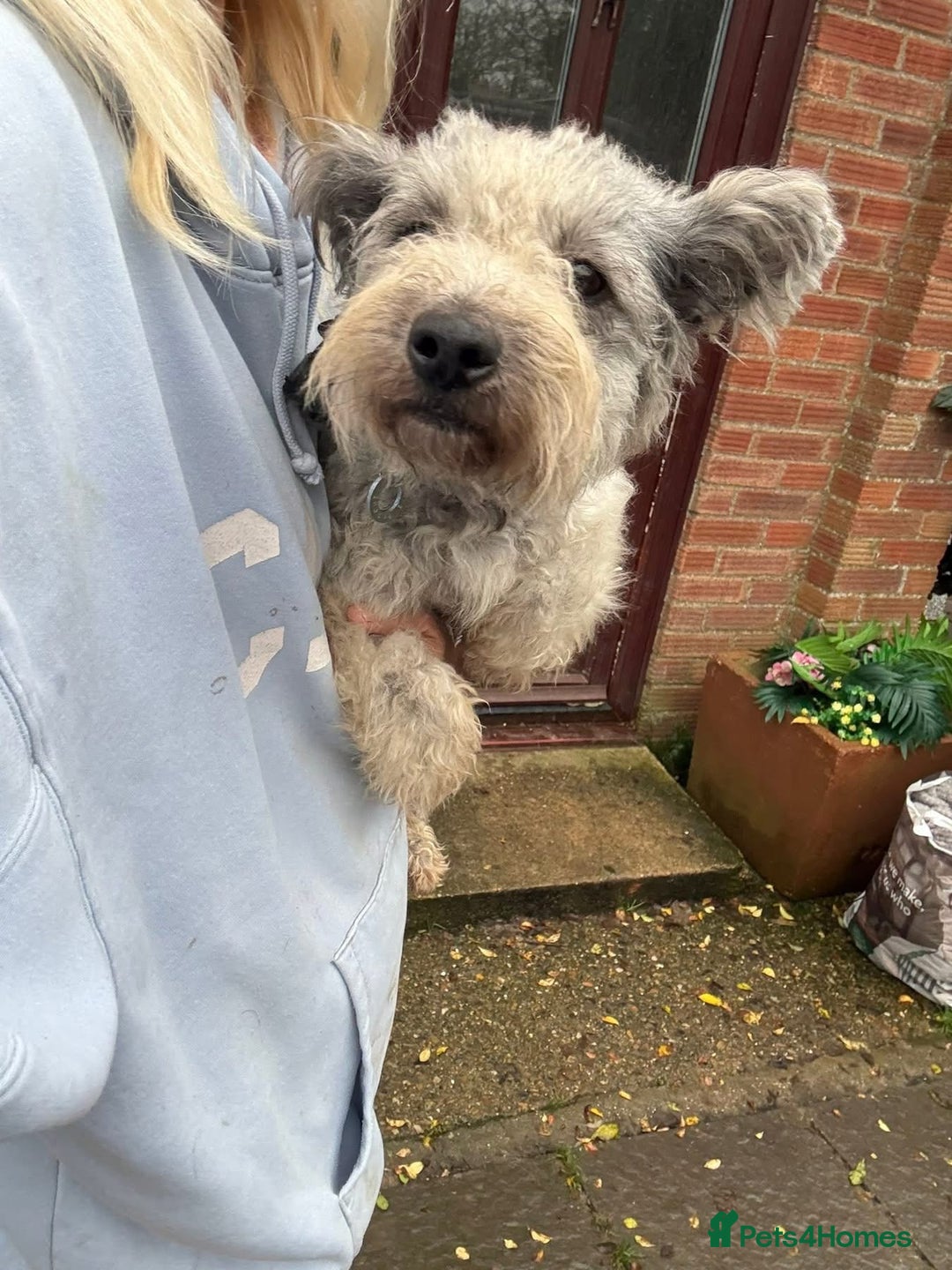 Mixed Breed dogs for adoption: Scruffy- Hingham Norfolk  - Advert 15