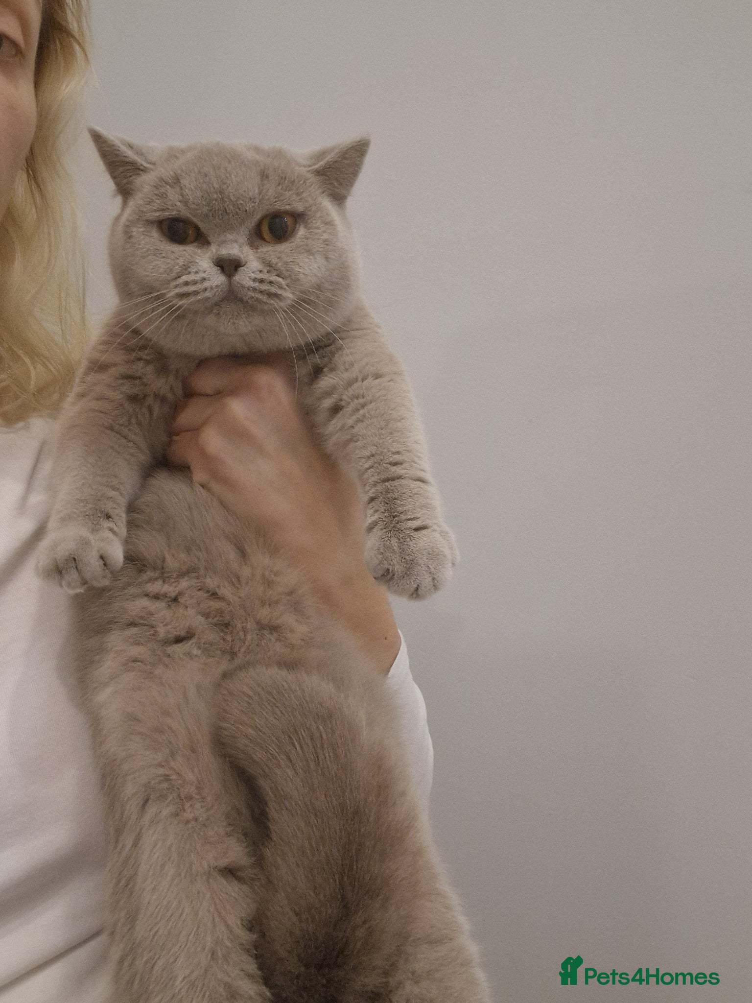 British Shorthair cats Amasing girls British Shorthair Lilac.  - Advert 5