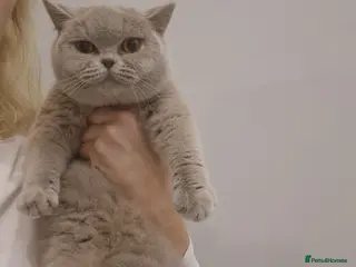 British Shorthair cats Amasing girls British Shorthair Lilac. - Advert 4