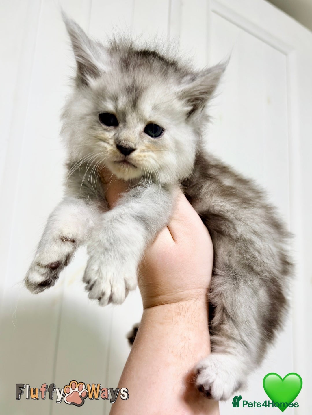 Maine Coon cats for sale: 🐾💠 *TICA REG* SILVER MAINE COON KITTENS 💠🐾 - Advert 8