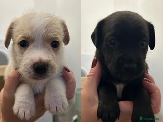 Jack Russell dogs - Advert 4