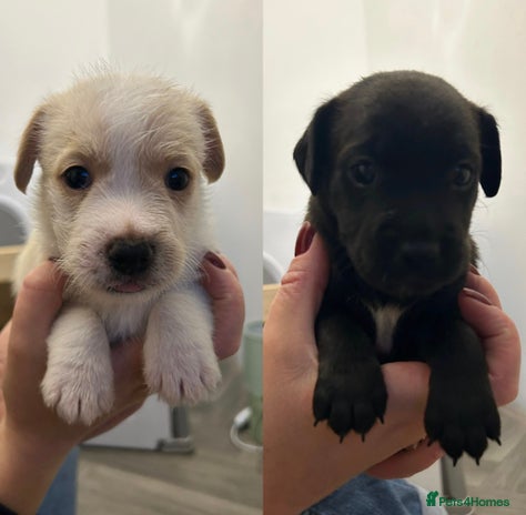 Jack Russell dogs - Advert 6