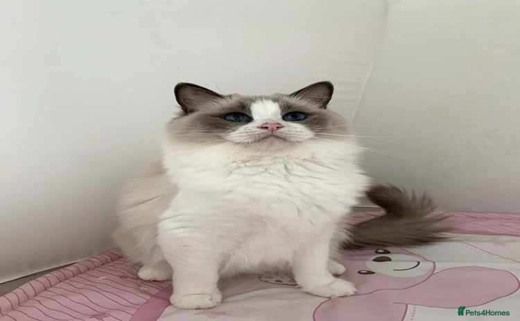 Ragdoll cats - Advert 10