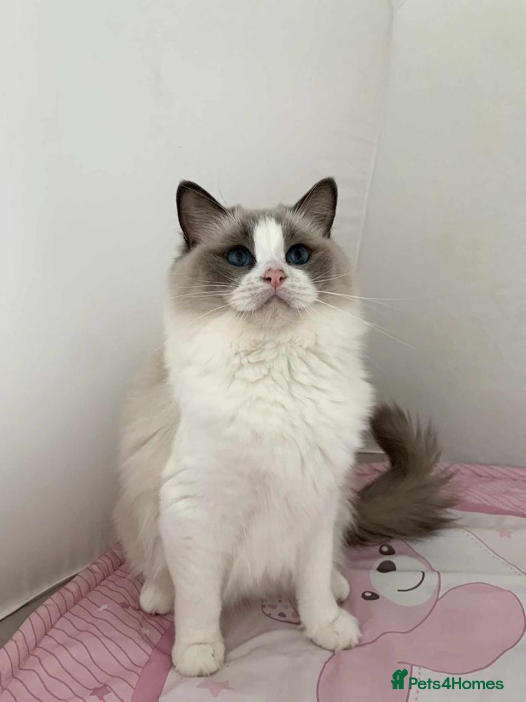 Ragdoll cats for sale: Playful Pedigree Ragdoll Kittens Available - Image 1