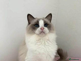 Ragdoll cats - Advert 30