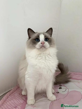 Ragdoll cats - Advert 4