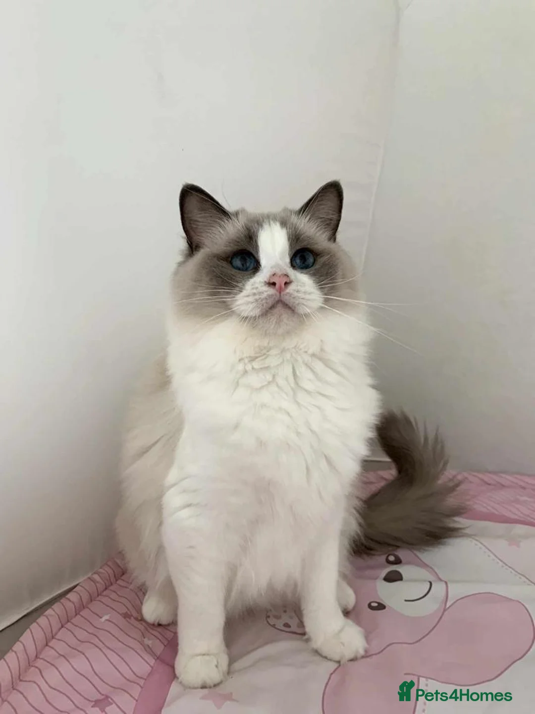 Ragdoll cats for sale: Two The last Boys Pedigree Ragdoll  Available - Advert 28