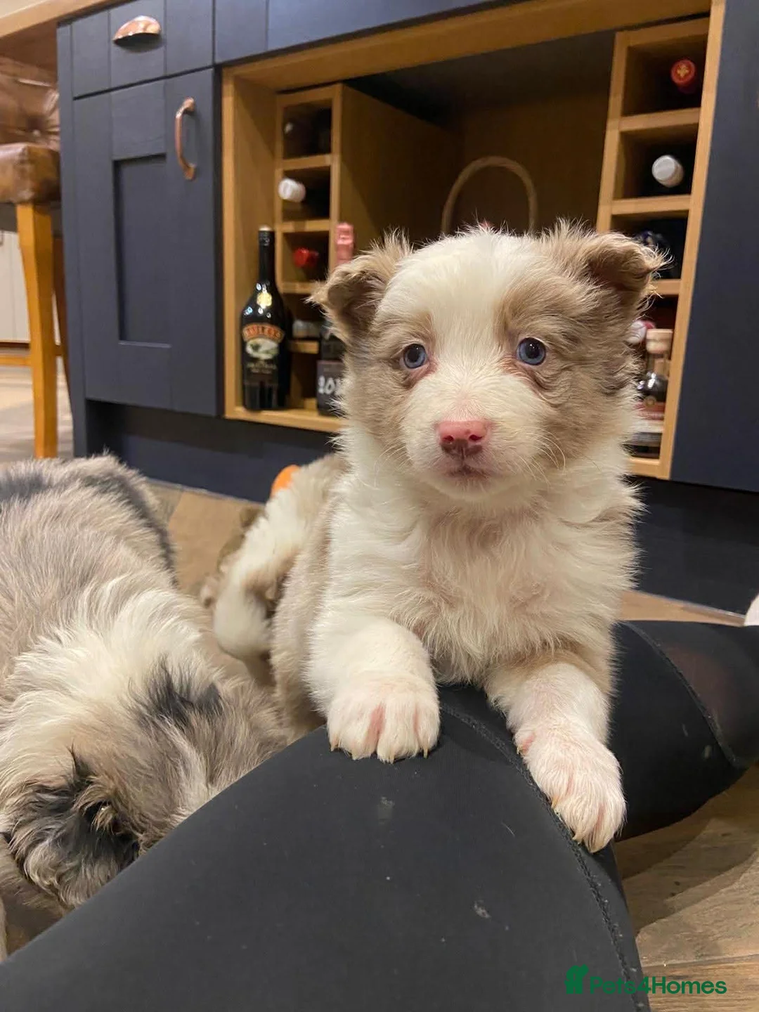 Border Collie dogs for sale: Stunning border collie puppies  - Advert 12