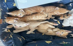 Mixed Breed cats for sale: Part Mainecoon Ginger Litter - Image 12