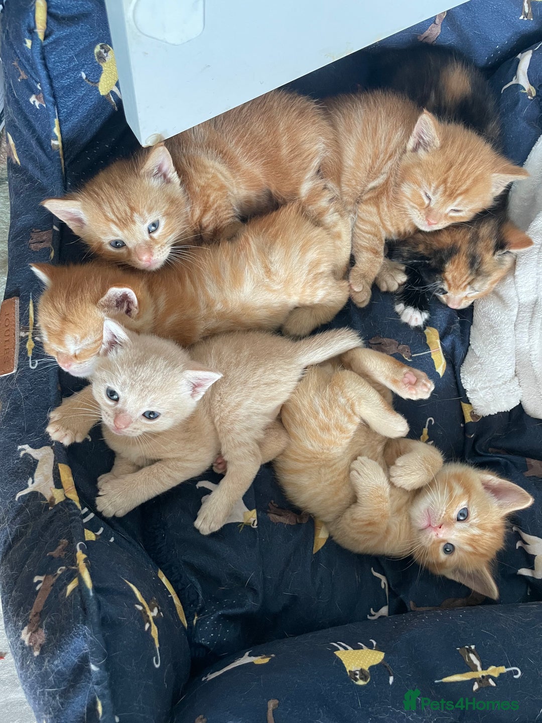 Mixed Breed cats for sale: Part Mainecoon Ginger Litter - Image 12