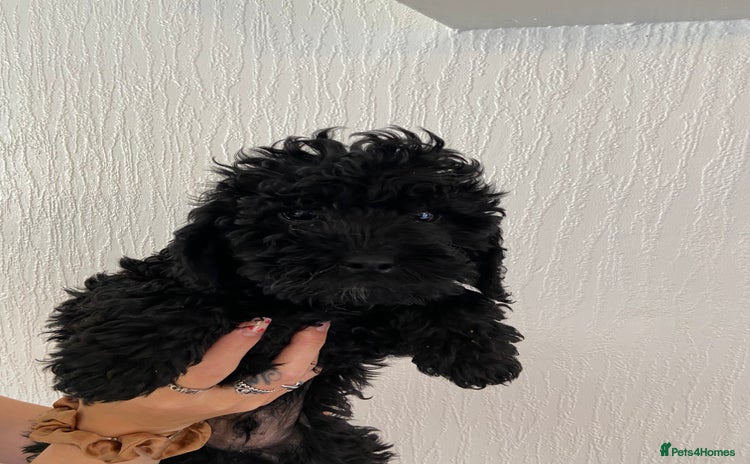 Cavapoo dogs - Advert 13