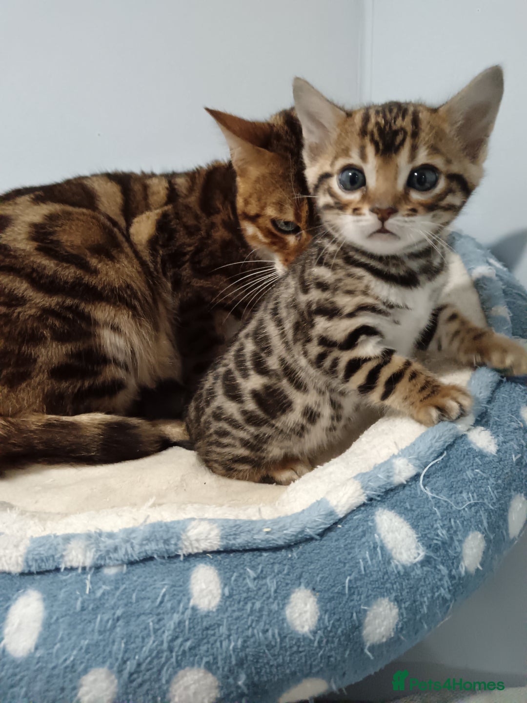 Bengal cats for sale: Pure Bengal kittens - Image 20