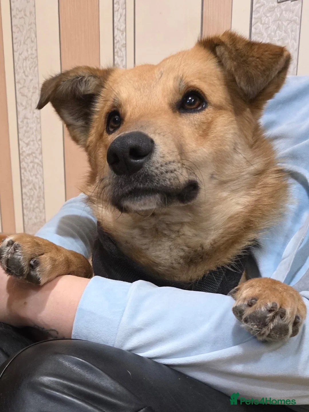 Mixed Breed dogs for adoption: 💙Yanik💙 1,5 yo low medium boy with an open heart - Advert 4