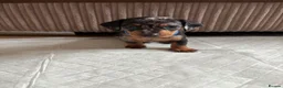Dachshund dogs for sale: Miniature/Half-Miniature Dachshund Puppies  in Chatham - Advert 6
