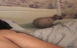 Sphynx cats for sale: Elf sphinx - Image 4