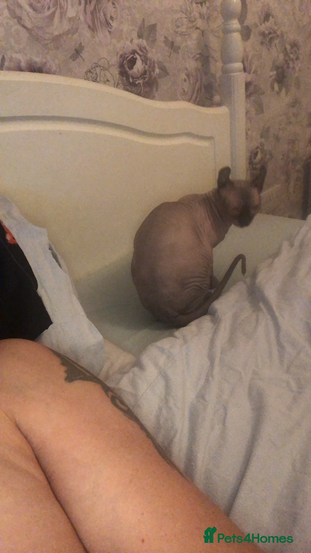 Sphynx cats for sale: Elf sphinx - Image 4