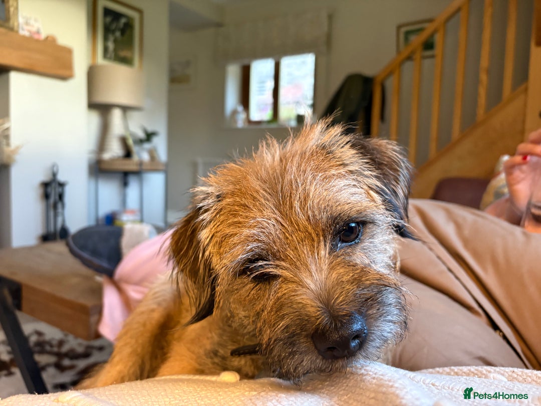 Border Terrier dogs for sale: Gorgeous Border Terrier Puppies looking for homes - Image 36