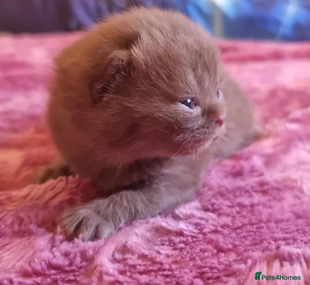 British Shorthair cats for sale: Pedigree Registered British Shorthair kittens   - Advert 21